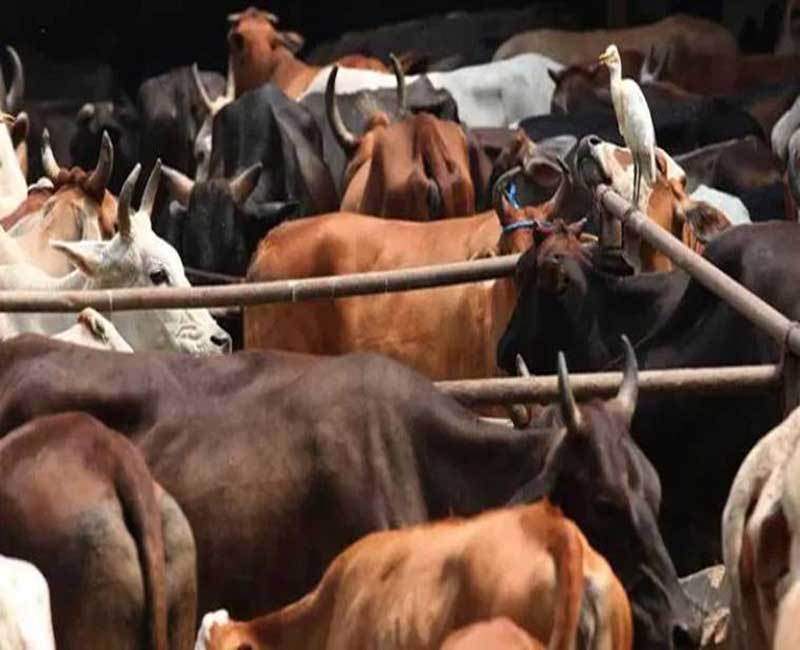 गाय ही नहीं, ड्रग्स भी जा रहीं बांग्लादेश